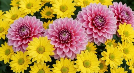 Vibrant Cluster of Pink and Yellow Chrysanthemums in Full Bloom a Beautiful Display of Autumnal Flowers