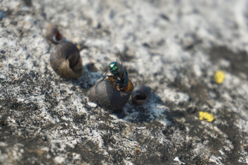 a green fly was looking for food in an empty shell, which was scattered on a concrete wall
