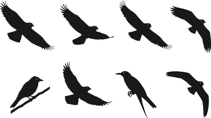Obraz premium Black bird silhouettes collection isolated on white background, flying and perched birds vector illustration, wildlife design, animal shapes for art