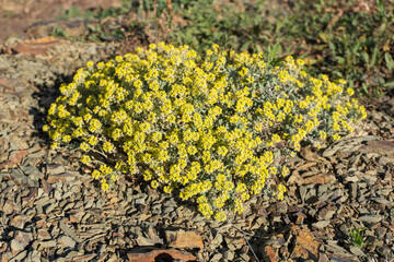 Eriogonum incanum  on the ground