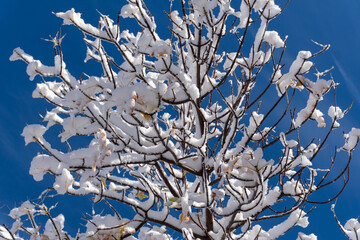 snowfall tree