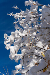 snow covered branches