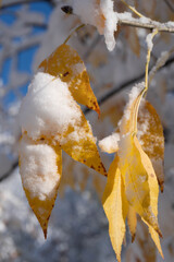 frost snow on leaves