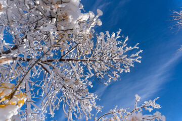 tree in the snow, view from below