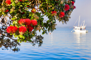 Pohutakawa in flower at Russell, Bay of Islands, New Zealand. Known as the New Zealand Christmas Tree because it usually flowers at Christmas.