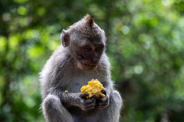Long-tailed macaque eating corn, Bali, 2025