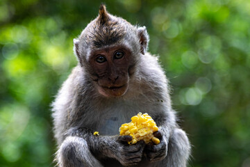Long-tailed macaque eating corn, Bali, 2025