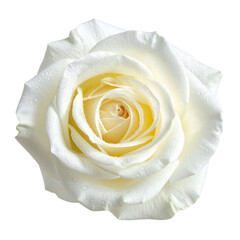 Delicate white rose with water droplets on its petals.