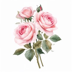 Watercolor Pink Roses Bouquet with Bud on White Background Delicate Floral Arrangement for Wedding Invitation Cards and Romantic Design Elements