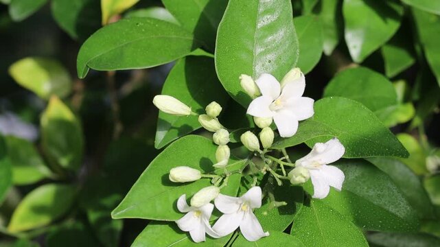 Slow motion handheld shot of white flowers closeup