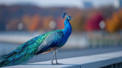 Vibrant Peacock Standing On Railing With Long Colorful Feathers And Autumn Trees In Soft Focus Background On A Clear Day
