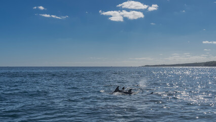 The backs, dorsal fins, and fountains of frolicking dolphins are visible above the surface of the...