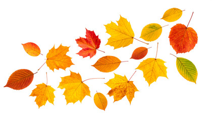 Obraz premium Falling Autumn Leaves Isolated on White Background