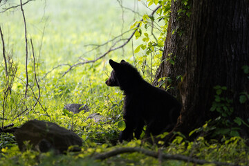 Black Bear Cub in front of Treeline