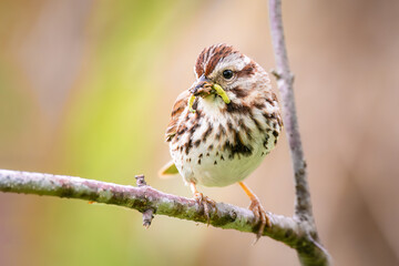 Song Sparrow (Melospiza melodia) Perched on Branch with Insect in Beak