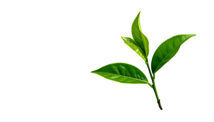 Obraz premium Fresh green tea leaves with vibrant hues, isolated on black