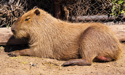 Capybara lying on the ground in sunny day close up view