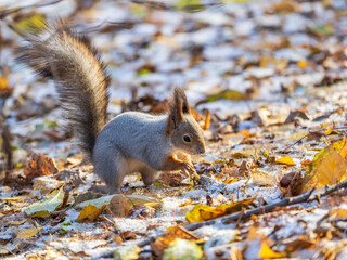 Autumn squirrel sits on green grass with yellow fallen leaves covered with first snow. Eurasian red squirrel, Sciurus vulgaris