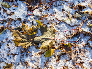 First snow on the green grass and fallen leaves in autumn. Yellow and green fallen leaves on the grass with snow.
