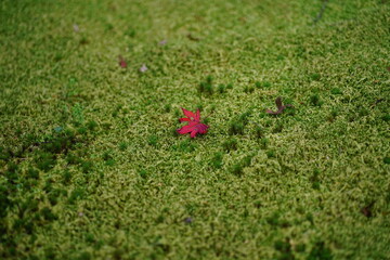 A single red maple leaf rests on a lush green moss carpet, symbolizing solitude and the quiet beauty of nature’s contrast in a peaceful moment.