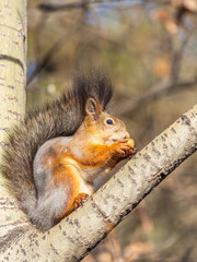 The squirrel with nut sits on tree in the autumn. Eurasian red squirrel, Sciurus vulgaris.