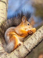 The squirrel with nut sits on tree in the autumn. Eurasian red squirrel, Sciurus vulgaris.