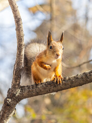 Fototapeta premium Squirrel sits on a branch in Autumn park