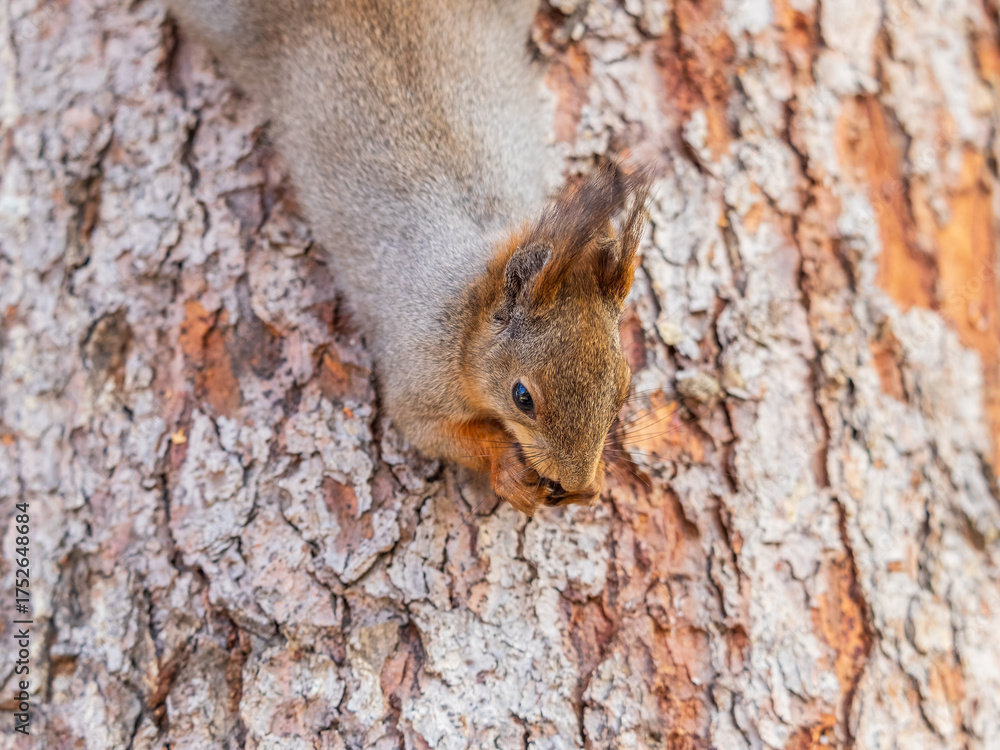 Wall mural squirrel sitting upside down on a tree trunk. the squirrel hangs upside down on a tree against color