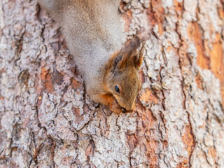 Squirrel sitting upside down on a tree trunk. The squirrel hangs upside down on a tree against colorful blurred background. Close-up.