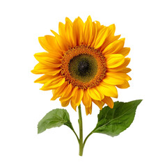 Fototapeta premium Beautiful sunflower with green leaves isolated on transparent background, studio shot
