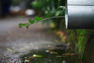 Dripping Rainwater from Metal Pipe with Growing Green Vines on Lush Mossy Ground