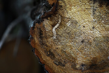 Close-Up View of Worm on Tree Trunk Cross-Section in Natural Setting