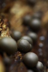 Close-Up Shot of Fungi Spheres on Forest Log: Nature's Intricate Textures and Patterns