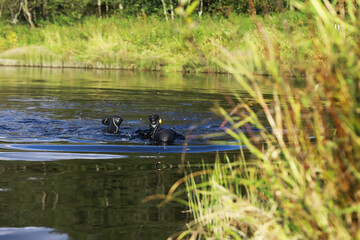 Scuba Diver Exploring Tranquil River Waters in Lush Natural Setting