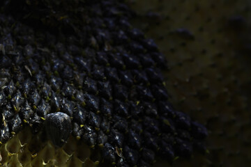 Close-up of Ripening Sunflower Seeds Under Natural Light