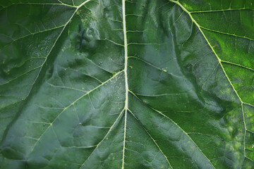 Close-Up of Fresh Green Leaf with Detailed Vein Patterns in Natural Light