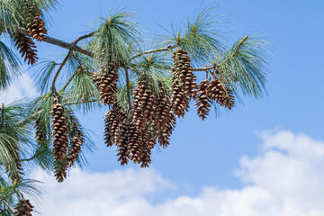 pine cones on a branch