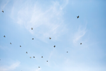Flock of Birds Soaring in the Clear Blue Sky Capturing Tranquil Freedom