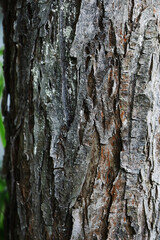 Close-Up of Weathered Tree Bark Texture Showcasing Natural Patterns and Aging Process