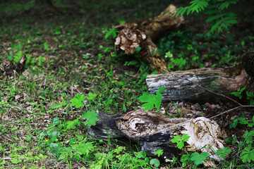 Fallen Logs and Lush Greenery in a Serene Forest Setting