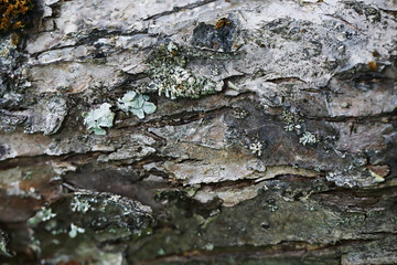 Close-Up of Textured Bark with Lichen Growth on Tree Trunk