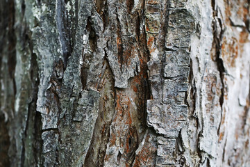 Close-Up of Weathered Tree Bark with Textured Layers Capturing Natural Patterns