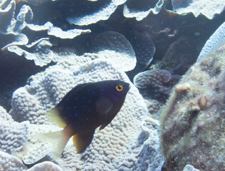 Whitespotted devil swimming