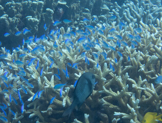 School of Blue green chromis swimming