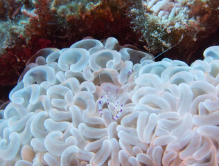 Periclimenes sarasvati