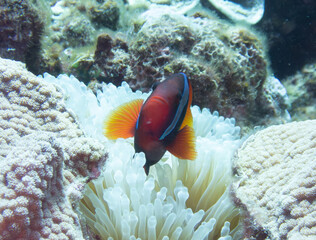 Tomato anemonefish in sea anemone