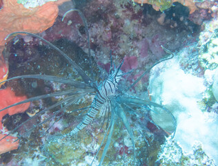 Red lionfish