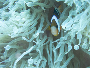 Clark's anemonefish in sea anemone
