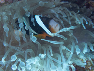 Clark's anemonefish in sea anemone