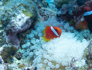 Tomato anemonefish in sea anemone